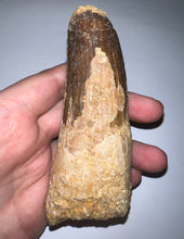 Load image into Gallery viewer, MONSTER Spinosaur Fossil Dinosaur Tooth 4.5 Inches with Display Stand and Case NO REPAIR