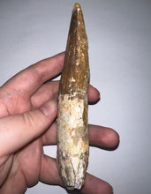 Load image into Gallery viewer, MEGA MONSTER Spinosaur Fossil Dinosaur Tooth 5.54 Inches with Display Case