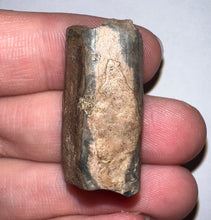 Load image into Gallery viewer, Ice Age Fossil Ground Sloth Megalonyx Tooth 1.3 Inches