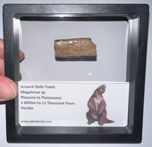 Load image into Gallery viewer, Ice Age Fossil Ground Sloth Megalonyx Tooth 1.3 Inches