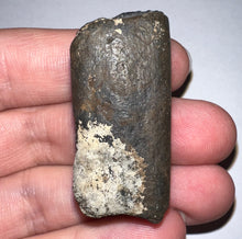 Load image into Gallery viewer, Ice Age Fossil Ground Sloth Megalonyx Tooth 1.61 Inches