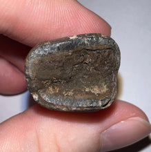 Load image into Gallery viewer, Ice Age Fossil Ground Sloth Megalonyx Tooth 1.61 Inches