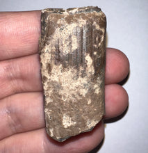 Load image into Gallery viewer, Ice Age Fossil Ground Sloth Megalonyx Tooth 1.83 Inches