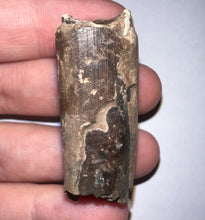 Load image into Gallery viewer, Ice Age Fossil Ground Sloth Megalonyx Tooth 1.83 Inches