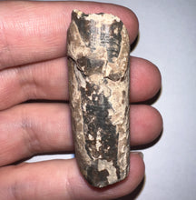 Load image into Gallery viewer, Ice Age Fossil Ground Sloth Megalonyx Tooth 1.83 Inches