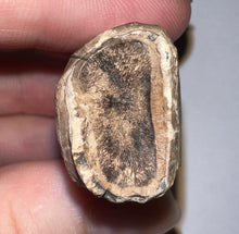 Load image into Gallery viewer, Ice Age Fossil Ground Sloth Megalonyx Tooth 1.83 Inches