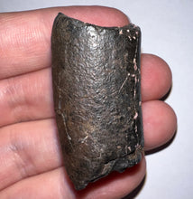 Load image into Gallery viewer, Ice Age Fossil Ground Sloth Megalonyx Tooth 1.56 Inches