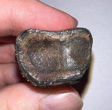 Load image into Gallery viewer, Ice Age Fossil Ground Sloth Megalonyx Tooth 1.56 Inches