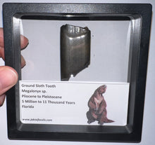 Load image into Gallery viewer, Ice Age Fossil Ground Sloth Megalonyx Tooth 1.8 Inches