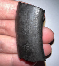 Load image into Gallery viewer, Rare Ice Age Fossil Ground Sloth Paramylodon Canine Tooth 1.75 Inches