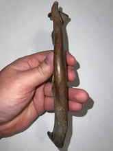 Load image into Gallery viewer, Rare Ice Age Fossil Wolf Jaw with Multiple Teeth and Canine