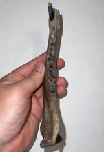 Load image into Gallery viewer, Rare Ice Age Fossil Wolf Jaw with Multiple Teeth and Canine