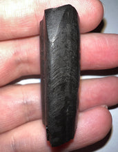 Load image into Gallery viewer, Rare Ice Age Fossil Ground Sloth Paramylodon Canine Tooth 1.75 Inches