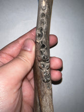 Load image into Gallery viewer, Rare Ice Age Fossil Wolf Jaw with Multiple Teeth and Canine