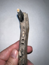 Load image into Gallery viewer, Rare Ice Age Fossil Wolf Jaw with Multiple Teeth and Canine