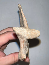 Load image into Gallery viewer, Rare Ice Age Fossil Wolf Jaw with Multiple Teeth and Canine