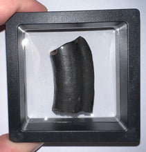 Load image into Gallery viewer, Rare Ice Age Fossil Ground Sloth Paramylodon Canine Tooth 1.75 Inches