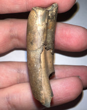Load image into Gallery viewer, Rare Ice Age Fossil Ground Sloth Megalonyx Canine Tooth 1.83 Inches