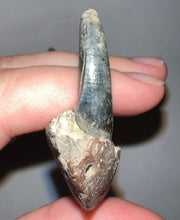 Load image into Gallery viewer, Rare Ice Age Fossil Wolf Jaw with Multiple Teeth and Canine