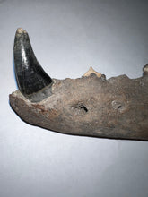 Load image into Gallery viewer, Rare Ice Age Fossil Wolf Jaw with Multiple Teeth and Canine
