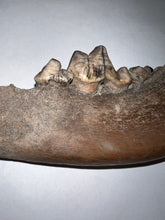Load image into Gallery viewer, Rare Ice Age Fossil Wolf Jaw with Multiple Teeth and Canine