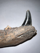 Load image into Gallery viewer, Rare Ice Age Fossil Wolf Jaw with Multiple Teeth and Canine