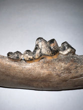 Load image into Gallery viewer, Rare Ice Age Fossil Wolf Jaw with Multiple Teeth and Canine