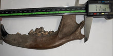 Load image into Gallery viewer, Rare Ice Age Fossil Wolf Jaw with Multiple Teeth and Canine