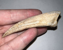 Load image into Gallery viewer, GEM Super Rare Spinosaur Fossil Dinosaur Claw 3.32 Inches with Display Stand and Case