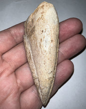 Load image into Gallery viewer, GEM Super Rare Spinosaur Fossil Dinosaur Claw 3.32 Inches with Display Stand and Case