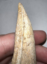 Load image into Gallery viewer, GEM Super Rare Spinosaur Fossil Dinosaur Claw 3.32 Inches with Display Stand and Case