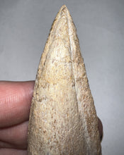 Load image into Gallery viewer, GEM Super Rare Spinosaur Fossil Dinosaur Claw 3.32 Inches with Display Stand and Case