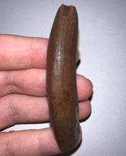 Load image into Gallery viewer, Rare GEM Large Ice Age Fossil Ground Sloth Paramylodon Canine Tooth 2.76 Inches
