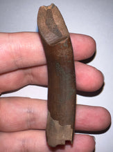 Load image into Gallery viewer, Rare GEM Large Ice Age Fossil Ground Sloth Paramylodon Canine Tooth 2.76 Inches