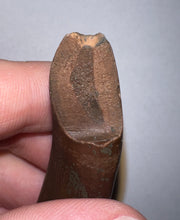 Load image into Gallery viewer, Rare GEM Large Ice Age Fossil Ground Sloth Paramylodon Canine Tooth 2.76 Inches