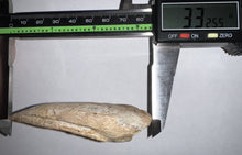 Load image into Gallery viewer, GEM Super Rare Spinosaur Fossil Dinosaur Claw 3.32 Inches with Display Stand and Case