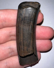 Load image into Gallery viewer, Huge GEM Ice Age Fossil Ground Sloth Megalonyx Tooth 2.56 Inches