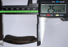 Load image into Gallery viewer, Huge GEM Ice Age Fossil Ground Sloth Megalonyx Tooth 2.56 Inches