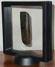Load image into Gallery viewer, Huge GEM Ice Age Fossil Ground Sloth Megalonyx Tooth 2.56 Inches