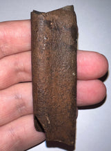 Load image into Gallery viewer, GEM Rare Large Ice Age Fossil Ground Sloth Paramylodon Tooth 2.9 Inches