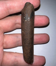 Load image into Gallery viewer, GEM Rare Large Ice Age Fossil Ground Sloth Paramylodon Tooth 2.9 Inches
