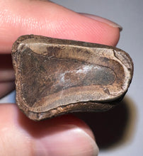 Load image into Gallery viewer, GEM Rare Large Ice Age Fossil Ground Sloth Paramylodon Tooth 2.9 Inches