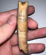 Load image into Gallery viewer, Rare GEM Large Ice Age Fossil Ground Sloth Paramylodon Canine Tooth 3.02 Inches