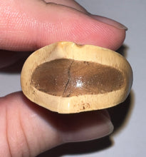 Load image into Gallery viewer, Rare GEM Large Ice Age Fossil Ground Sloth Paramylodon Canine Tooth 3.02 Inches