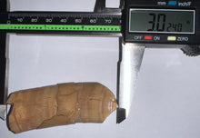 Load image into Gallery viewer, Rare GEM Large Ice Age Fossil Ground Sloth Paramylodon Canine Tooth 3.02 Inches