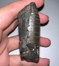 Load image into Gallery viewer, Rare Ice Age Fossil Giant Ground Sloth Eremotherium Huge Partial Tooth 2.8 Inches