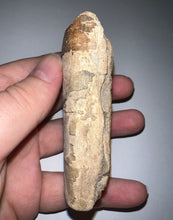 Load image into Gallery viewer, Rare Ice Age Fossil Giant Ground Sloth Eremotherium Huge Partial Tooth 3.33 Inches