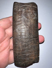 Load image into Gallery viewer, Rare ENORMOUS Ice Age Fossil Giant Ground Sloth Eremotherium Partial Tooth 4.42 Inches