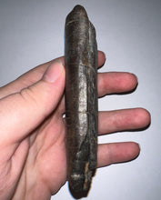 Load image into Gallery viewer, Rare ENORMOUS Ice Age Fossil Giant Ground Sloth Eremotherium Partial Tooth 4.42 Inches