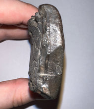 Load image into Gallery viewer, Rare ENORMOUS Ice Age Fossil Giant Ground Sloth Eremotherium Partial Tooth 4.42 Inches